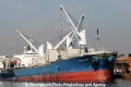 Voc Daisy RV-160612-02.jpg
