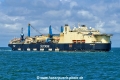 Castorone (MB-100826-6).jpg