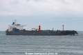 Nordtulip (JS-120619-01).jpg