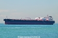 Proteus Tracy OS-241023-03.jpg