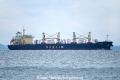 DL Tulip OS-171016-01.jpg