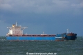 Tiger Shandong (MM-201015-2).jpg