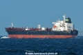 Lacerta HK-120817.jpg