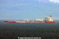Alimedon TL-080626-1.jpg