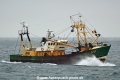 Stormvogel HK-120817-2.jpg
