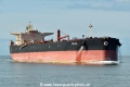Stellata HK-210922-1.jpg