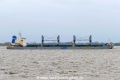 Hamburg Pearl (KK-210220-0).jpg