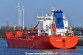 NQ Bellis (KB-D230324-01).jpg