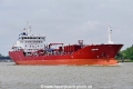 Aster Alvar (OK-190520-1).jpg