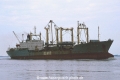 Panda (MS-K-1996).jpg