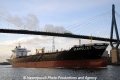 Seamullet (KB-D211211-07).jpg