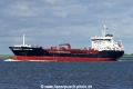 Selandia Swan (KK-070716-0).jpg