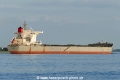 Cape Aster (KK-090916-2).jpg