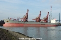 Cape Aster KH-111014-1.jpg