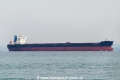Cape Seagull OS-241022-10.jpg