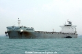Archigetis (MS-080416-07).jpg