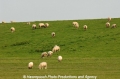 Schafe auf dem Deich 24805-2.jpg