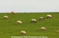 Schafe auf dem Deich 24805-1.jpg